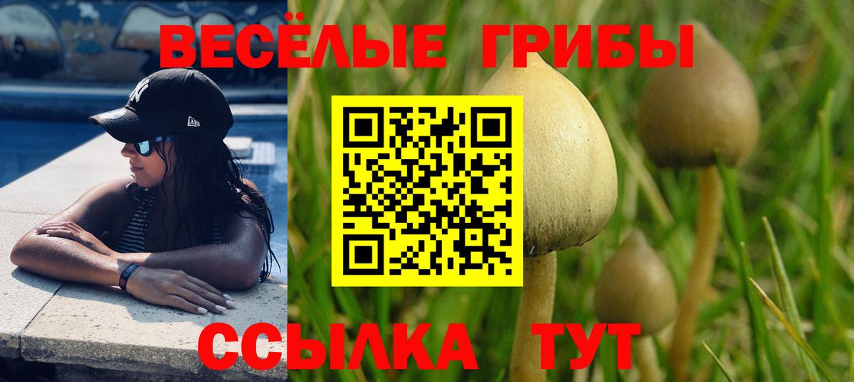 Курчатов  Псилоцибиновые грибы прущие грибы  Вход с VPN 